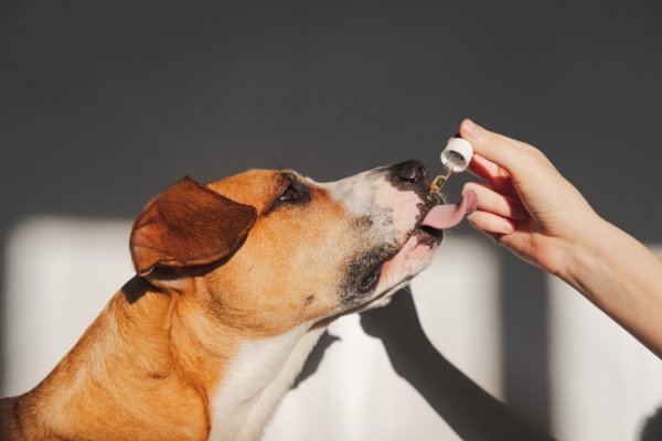 dog getting cbd oil